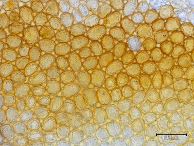 arnellia fennica flankenblatt blattmitte