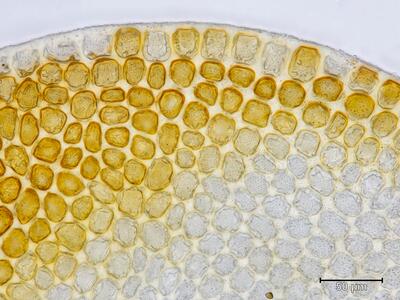 arnellia fennica flankenblatt blattrand