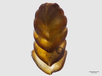 arnellia fennica habitus oberseite