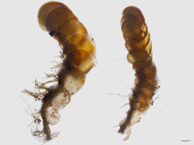 arnellia fennica habitus seite