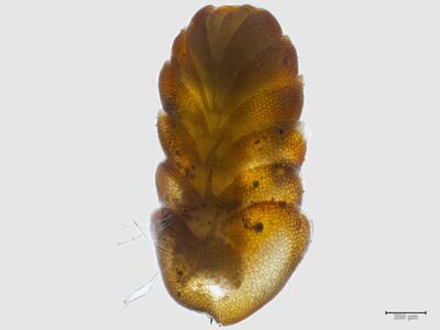 arnellia fennica habitus unterseite