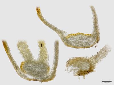 arnellia fennica stamm quer