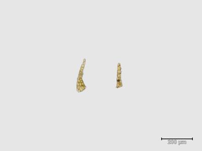arnellia fennica unterblatt
