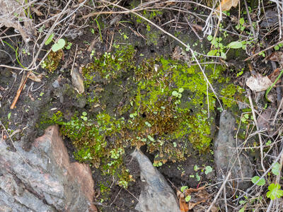 asterella gracilis swe habitat