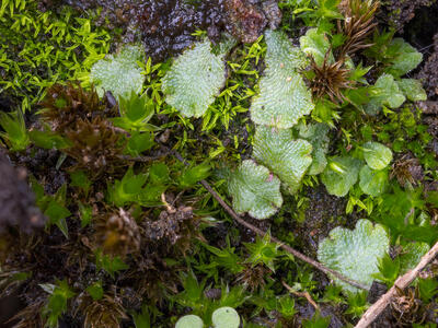 asterella gracilis swe stature