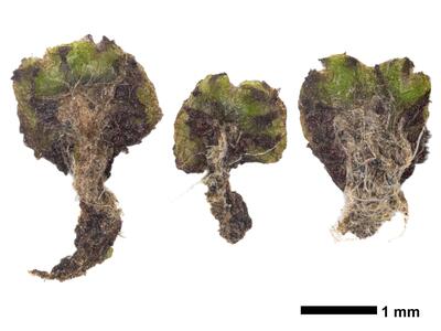 asterella gracilis swe stature dorsal side