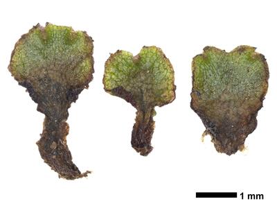 asterella gracilis swe stature ventral side