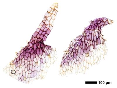 asterella gracilis swe ventral scales