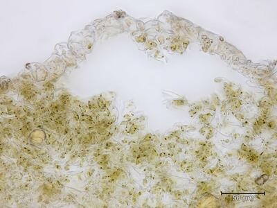 asterella lindenbergiana thallus atemporen quer