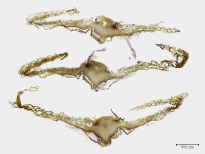 asterella lindenbergiana thallus quer