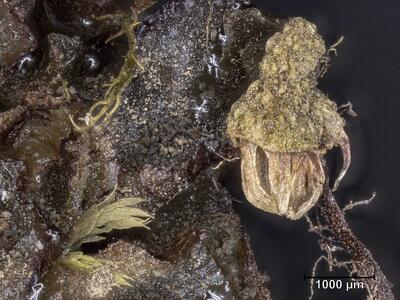 asterella lindenbergiana weibliches koepfchen aufsicht