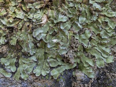 asterella saccata