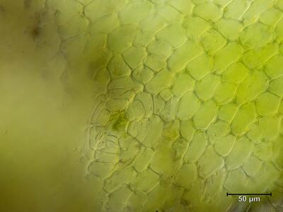 asterella saccata atempore aufsicht
