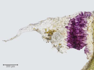 asterella saccata bauchschuppen