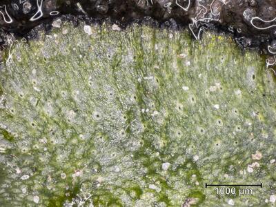 asterella saccata habitus atemporen aufsicht