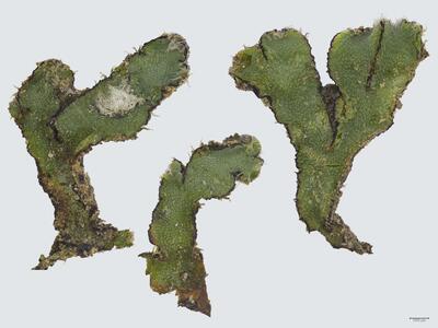 asterella saccata habitus oberseite