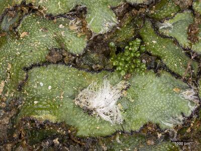 asterella saccata habitus pseudoperianth