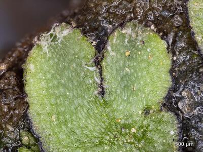 asterella saccata habitus thallusspitze