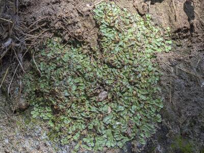 asterella saccata standort