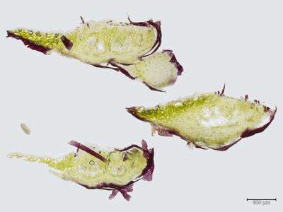 asterella saccata thallus antheridienstand quer