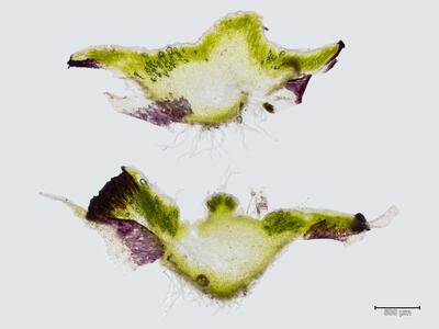 asterella saccata thallus archegonienstand quer