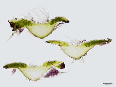 asterella saccata thallus pseudoperianth quer