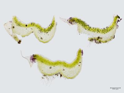 asterella saccata thallus quer