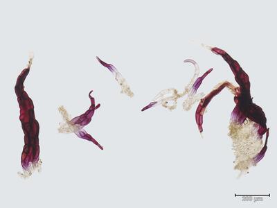 mannia androgyna bauchschuppen
