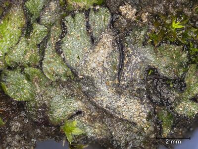 mannia androgyna frisch habitus
