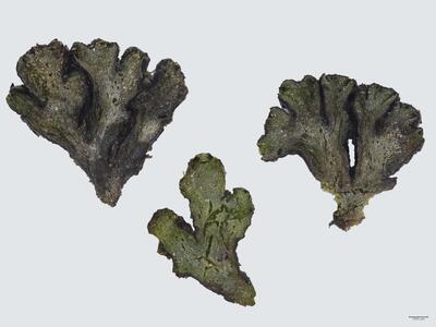 mannia androgyna frisch habitus oberseite