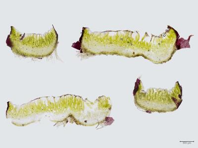 mannia androgyna frisch thallus quer