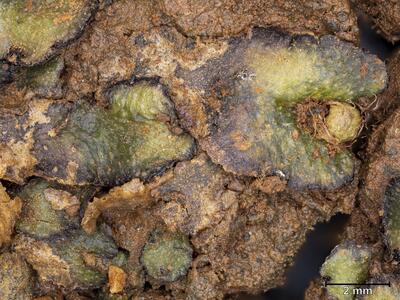 mannia androgyna habitus