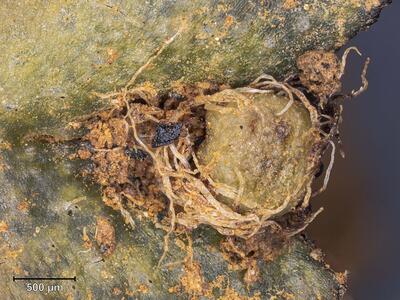 mannia androgyna habitus archegonienstand