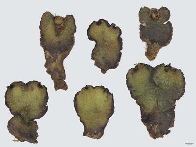 mannia androgyna habitus oberseite