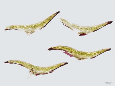 mannia androgyna thallus quer