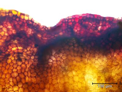 mannia androgyna thallusrand