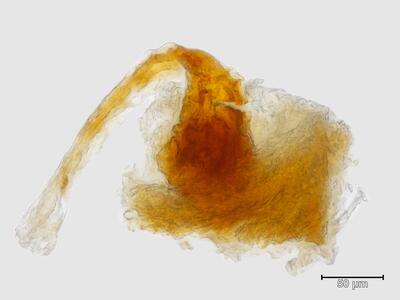 mannia controversa archegonium
