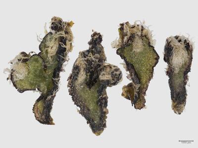 mannia controversa habitus oberseite