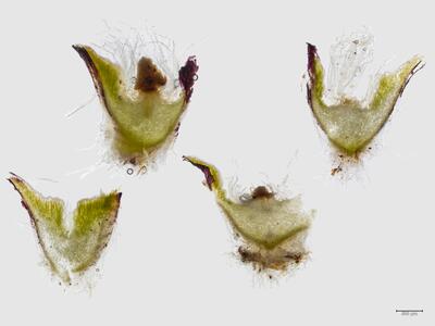 mannia controversa thallus archegonienstand quer