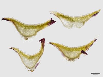 mannia controversa thallus quer