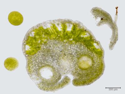 mannia fragrans archegonienstand quer