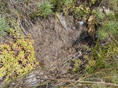 mannia fragrans frisch standort