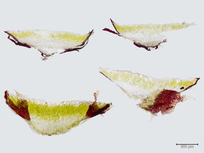 mannia fragrans frisch thallus quer