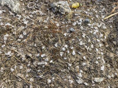 mannia fragrans frisch trocken