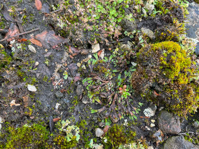 mannia fragrans swe habitat
