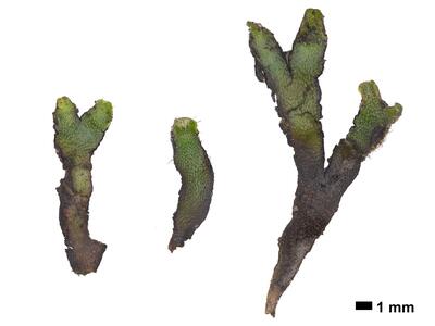 mannia fragrans swe stature ventral side