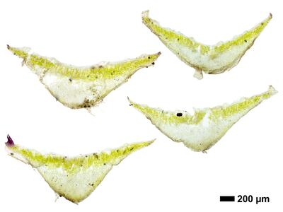 mannia fragrans swe thallus cross section