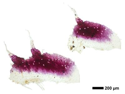 mannia fragrans swe ventral scales