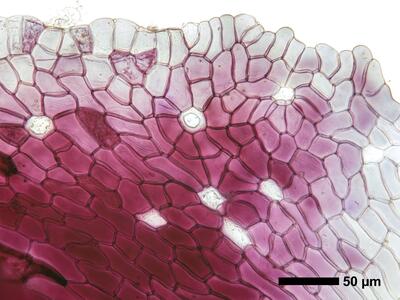 mannia fragrans swe ventral scales oelzellen