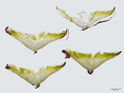 mannia fragrans thallus quer